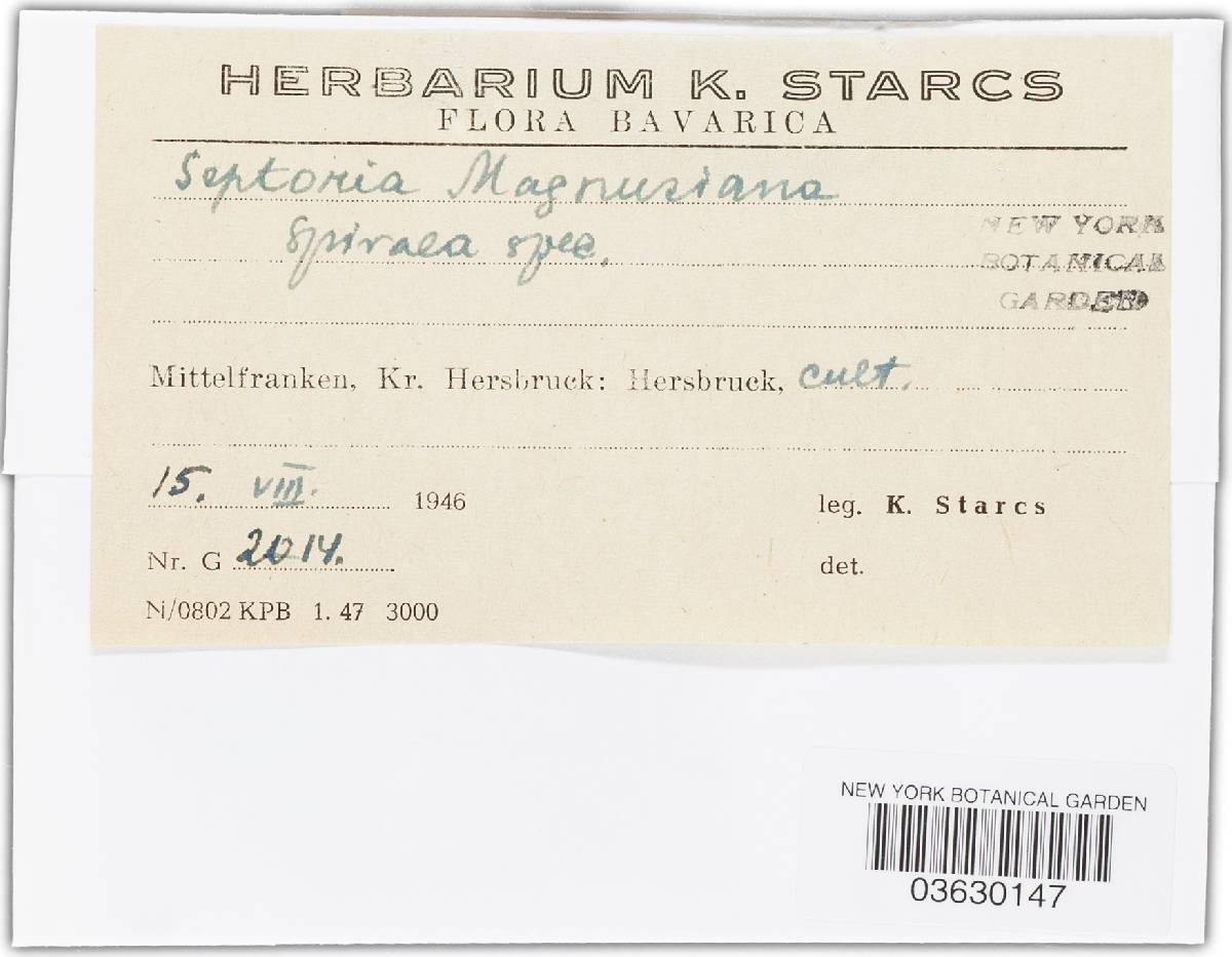Septoria magnusiana image