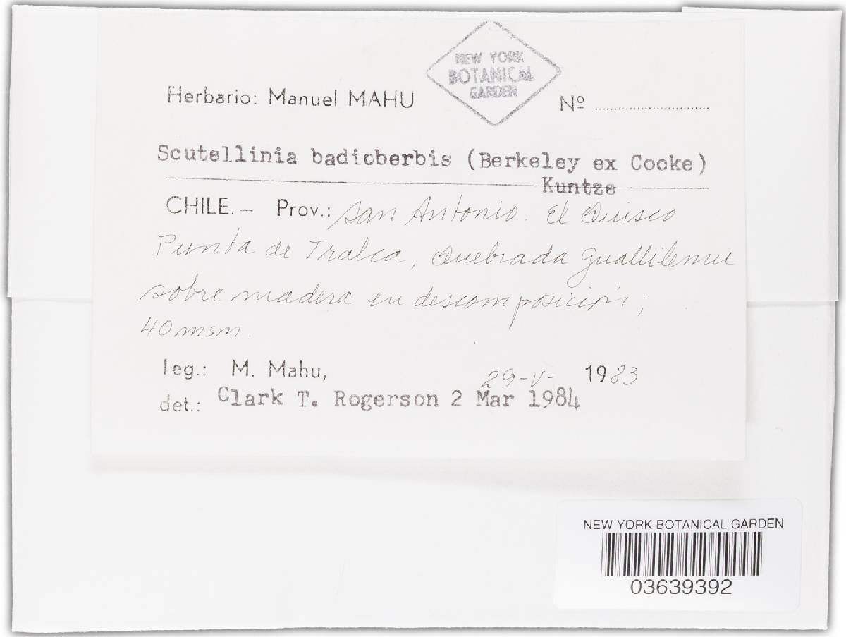 Scutellinia badio-berbis image