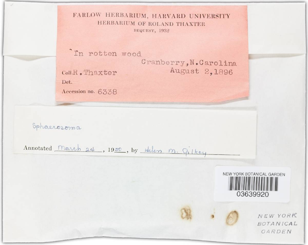 Sphaerosoma image
