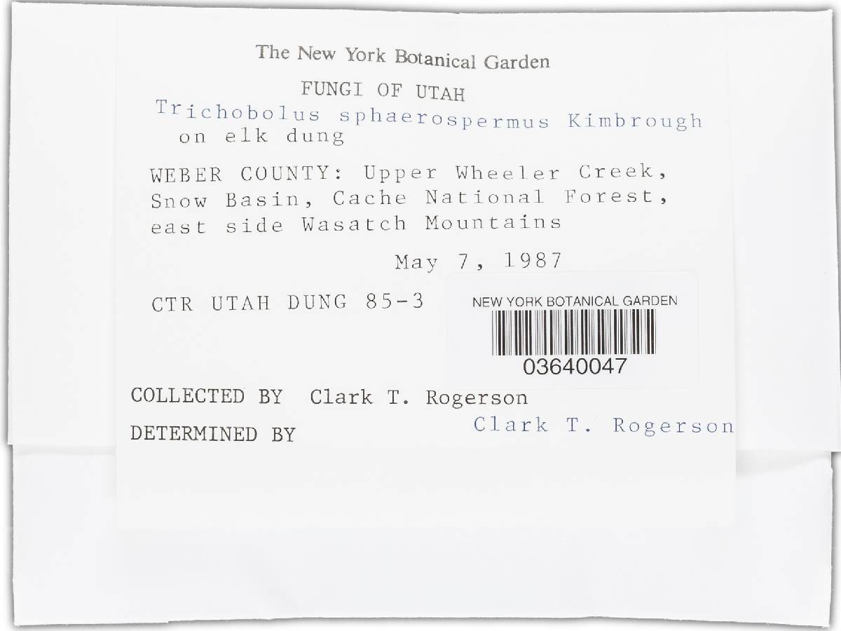 Trichobolus image