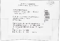 Cookeina sulcipes image