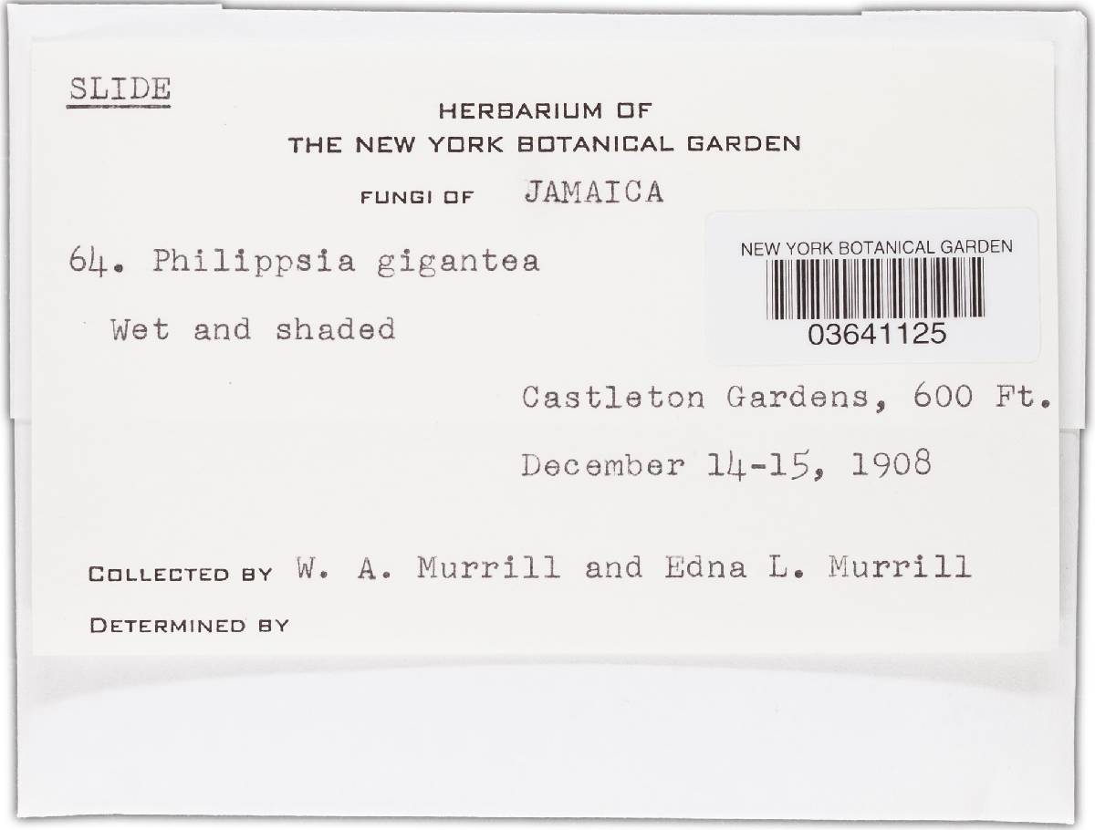 Phillipsia gigantea image