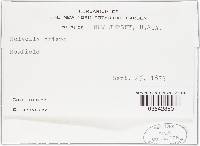Helvella crispa image