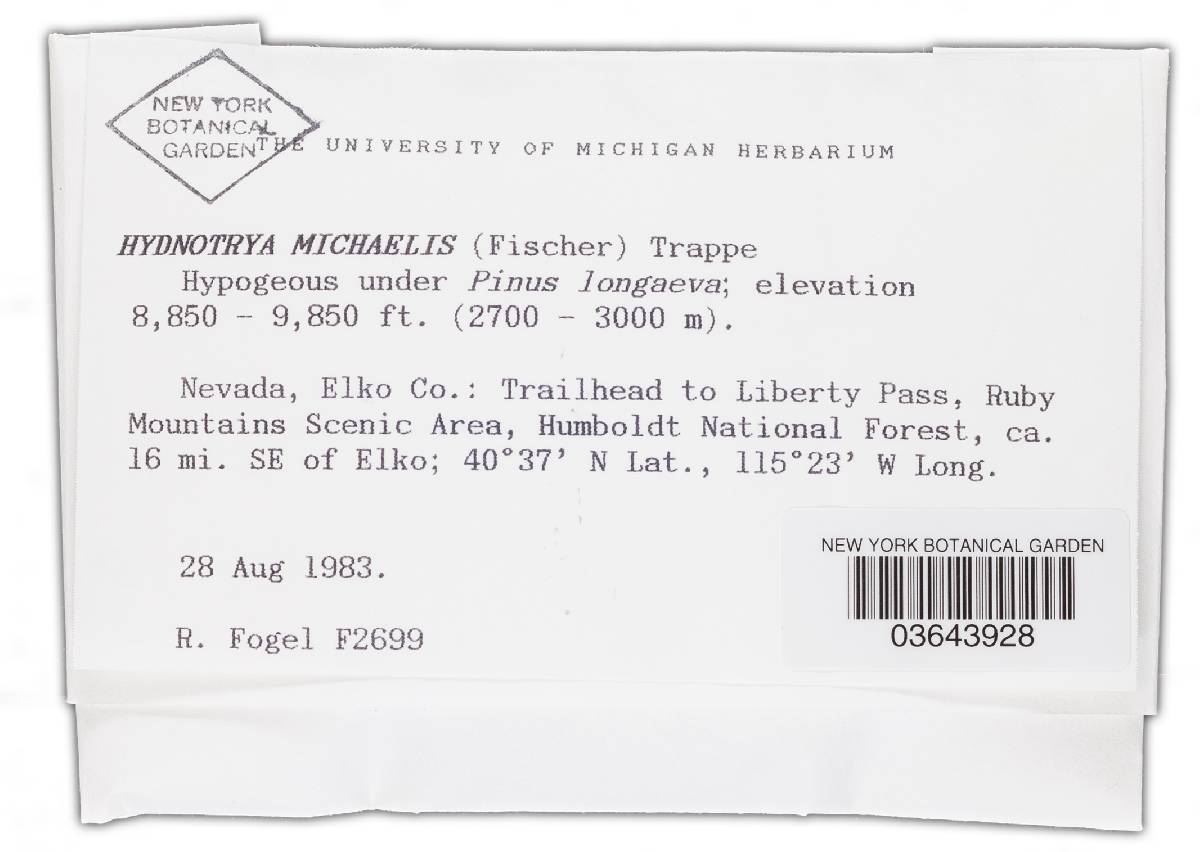 Hydnotrya michaelis image