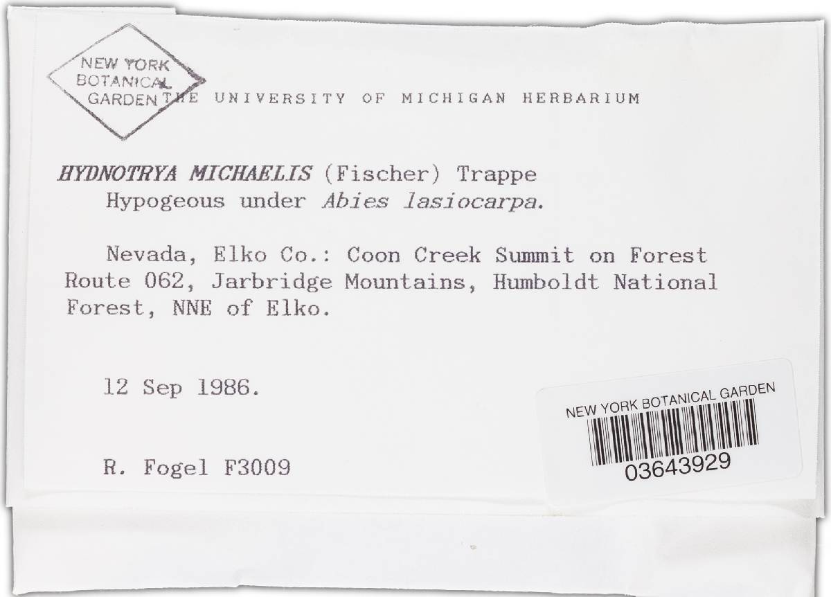 Hydnotrya michaelis image