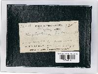 Leptostroma herbarum image