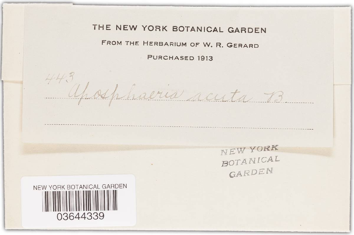 Leptosphaeriaceae image