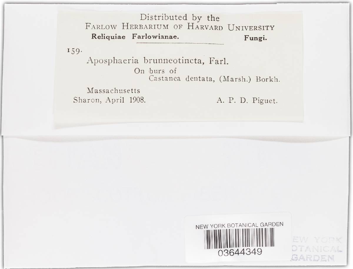 Aposphaeria brunneotincta image