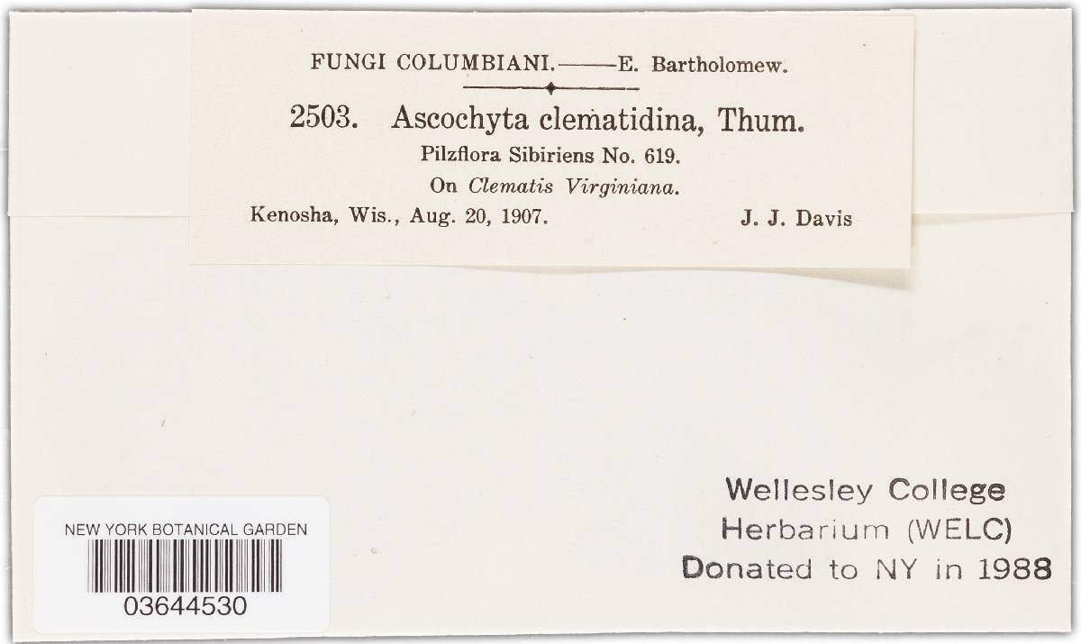 Phoma clematidina image