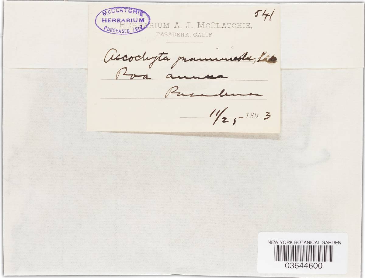 Ascochyta graminicola image