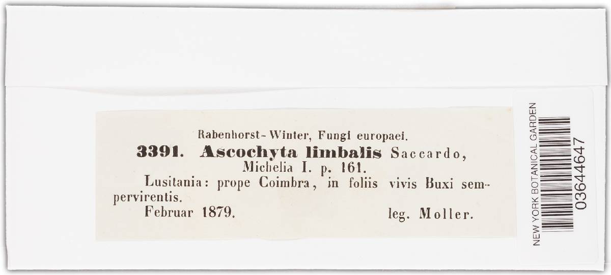 Ascochyta limbalis image