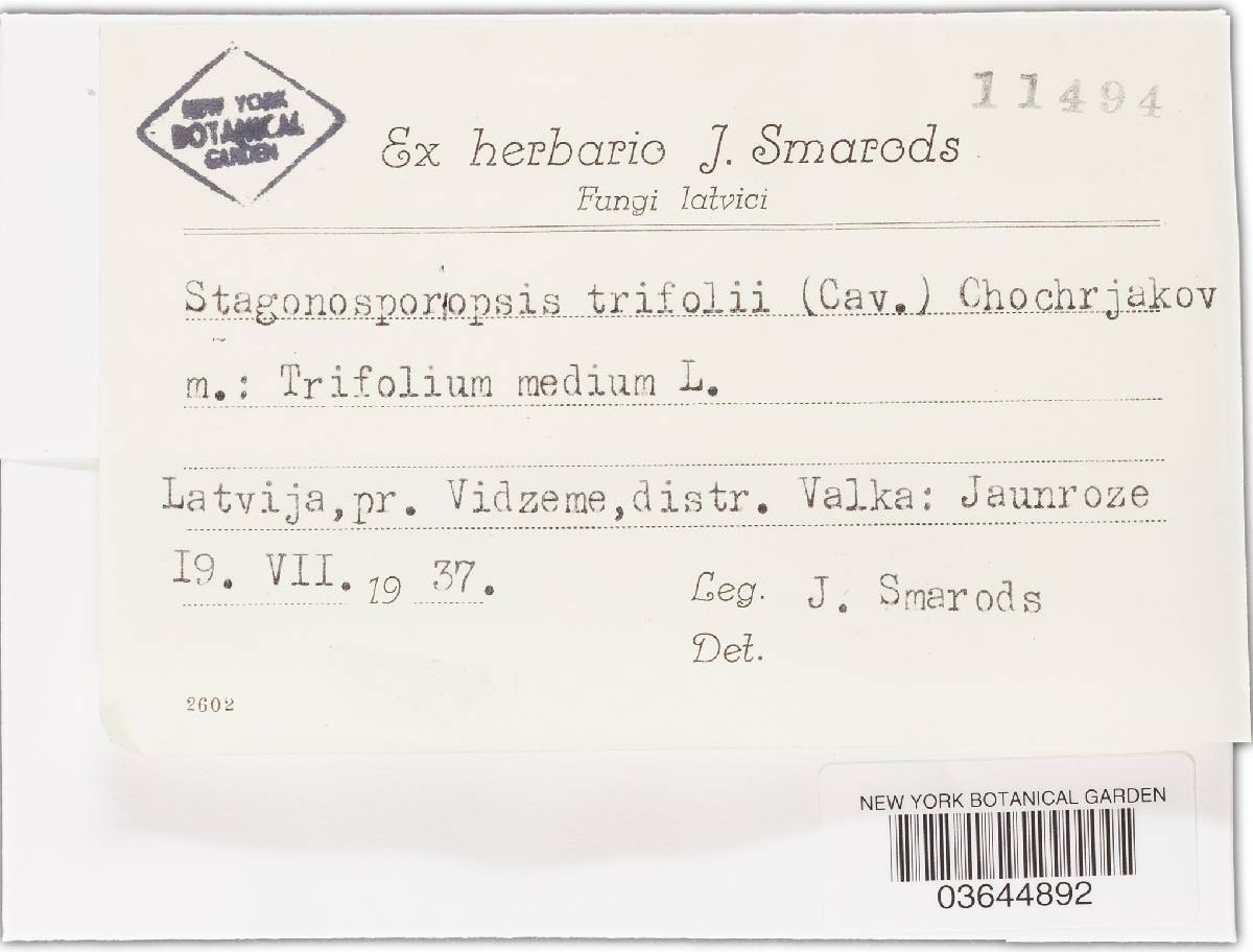Ascochyta trifolii image