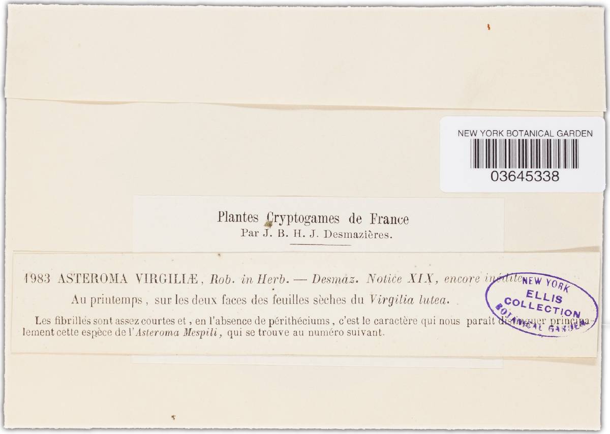 Asteroma virgiliae image
