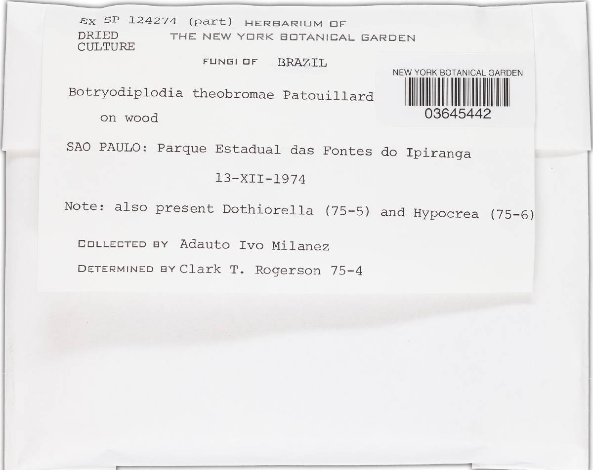 Lasiodiplodia theobromae image