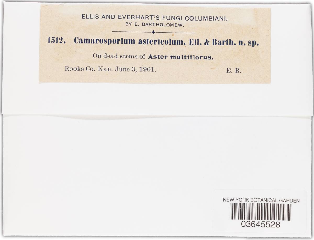 Camarosporium astericola image