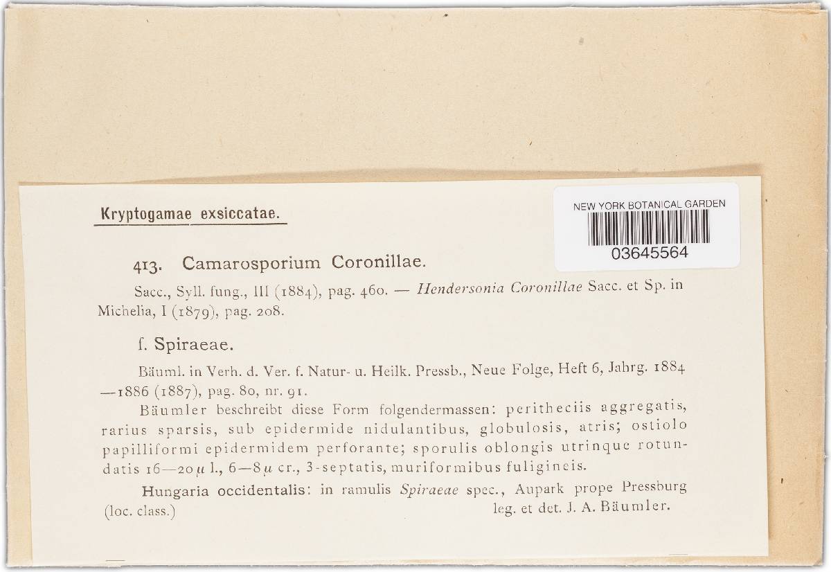 Camarosporium coronillae image