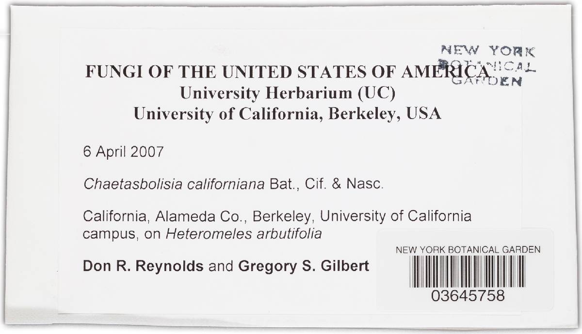 Chaetasbolisia californiana image
