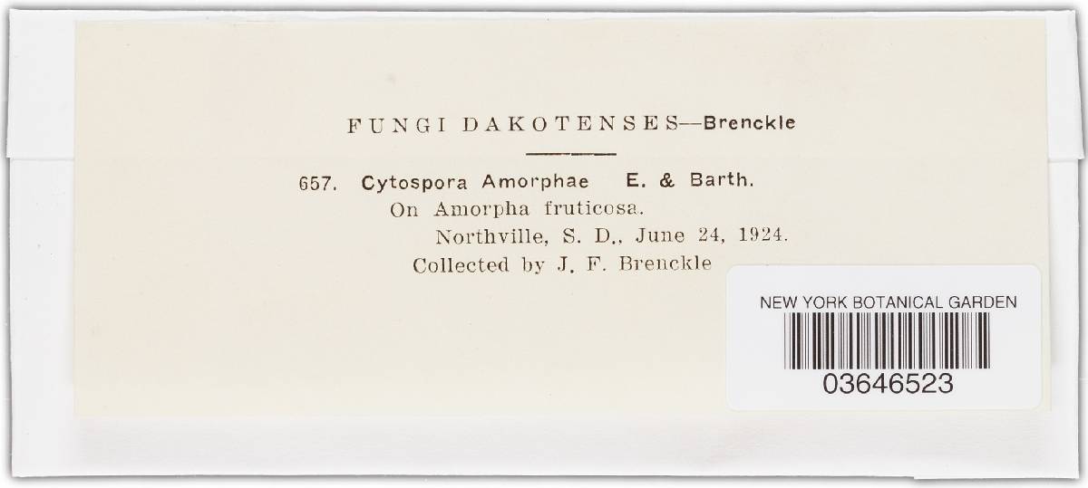 Cytospora amorphae image