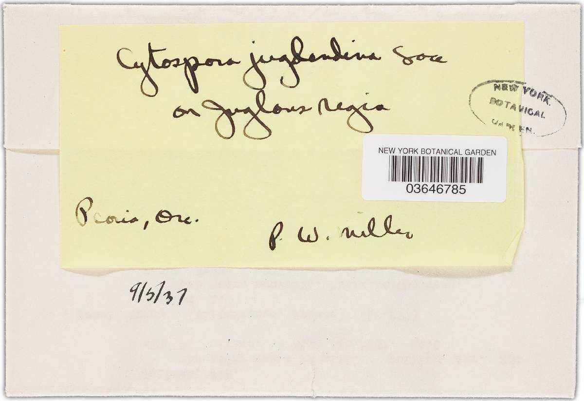Cytospora juglandicola image