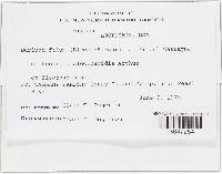 Eudarluca caricis image