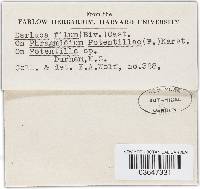 Eudarluca caricis image