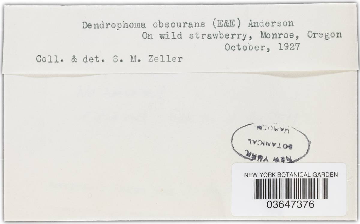 Phomopsis obscurans image