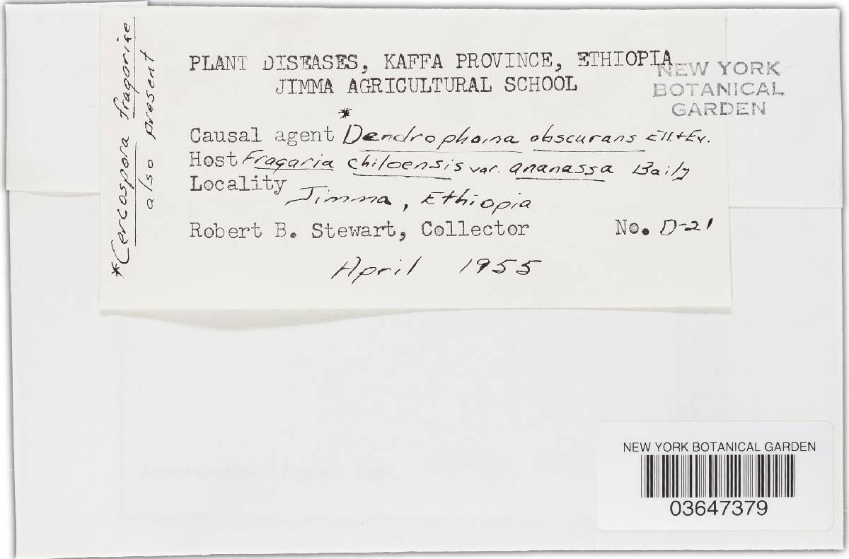 Phomopsis obscurans image