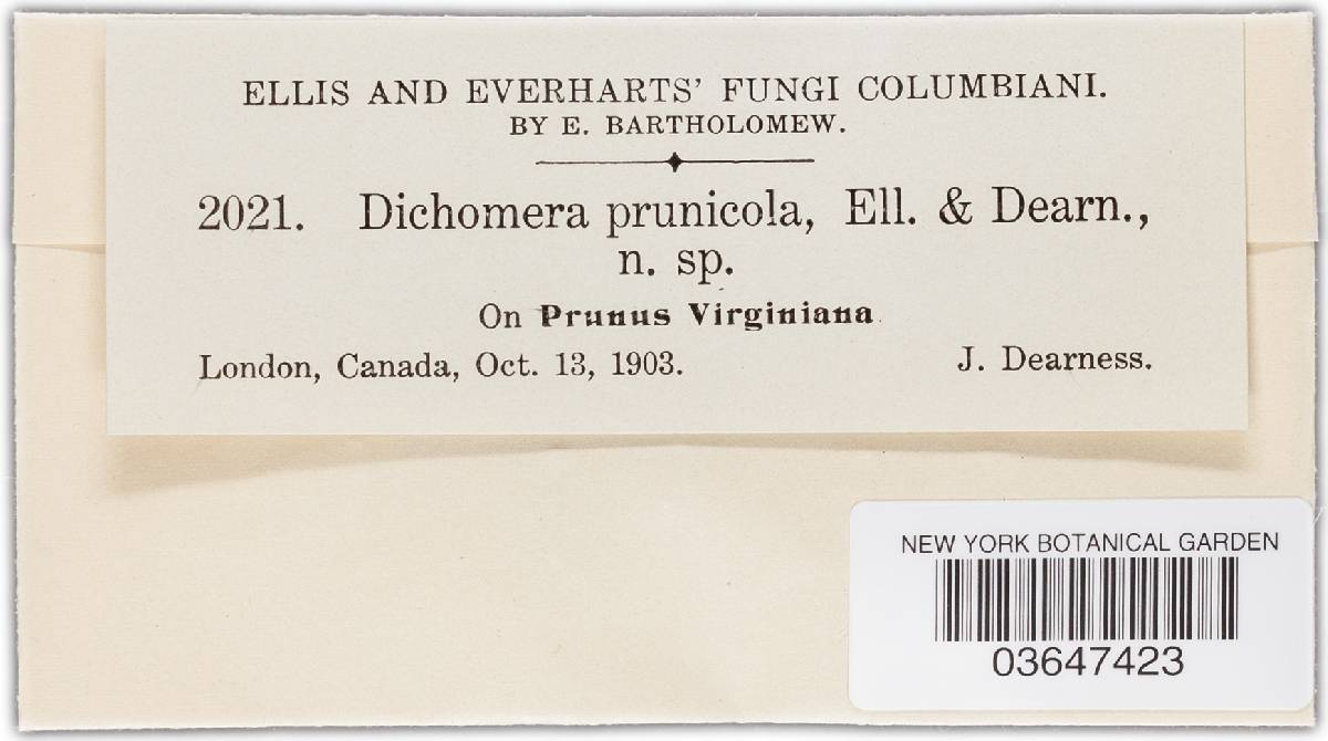 Dichomera image
