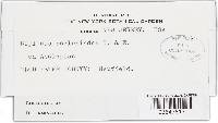 Diplodia asclepiadea image