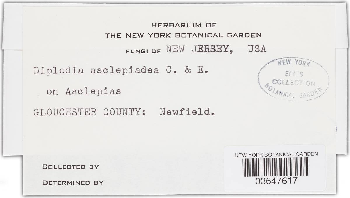 Diplodia asclepiadea image