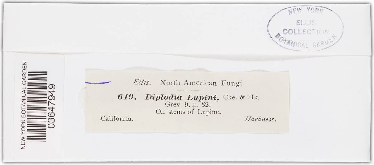 Diplodia lupini image