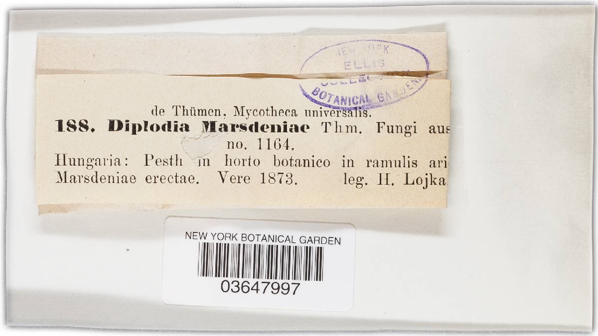 Diplodia marsdeniae image