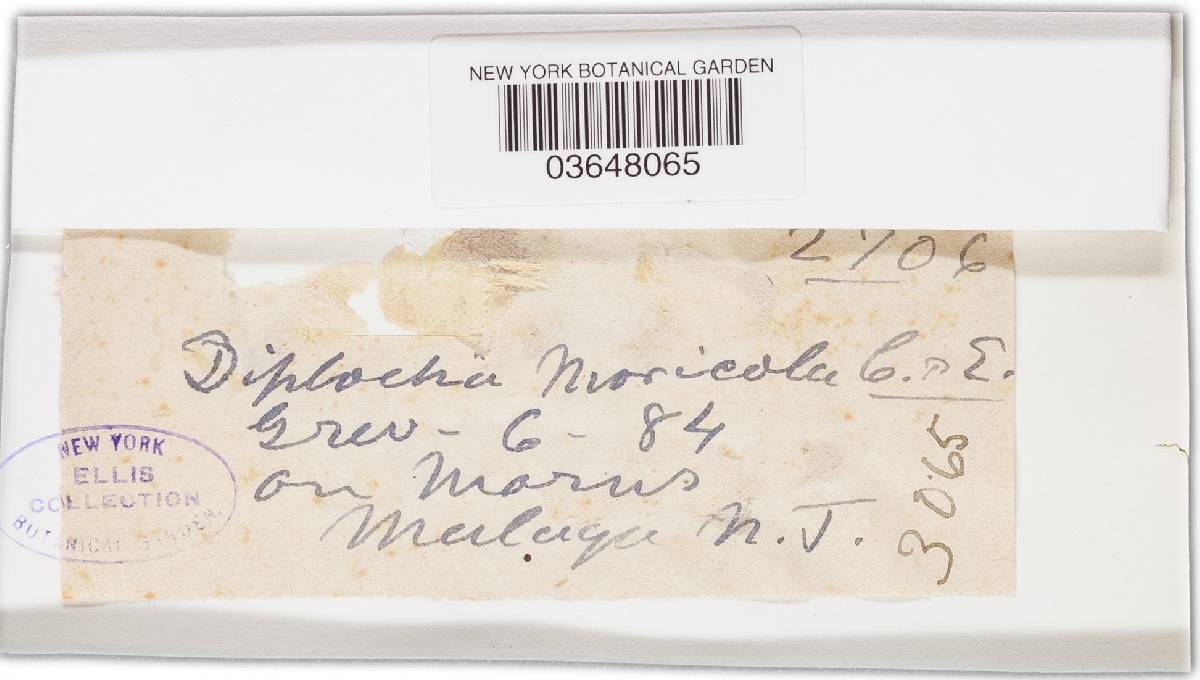 Diplodia moricola image