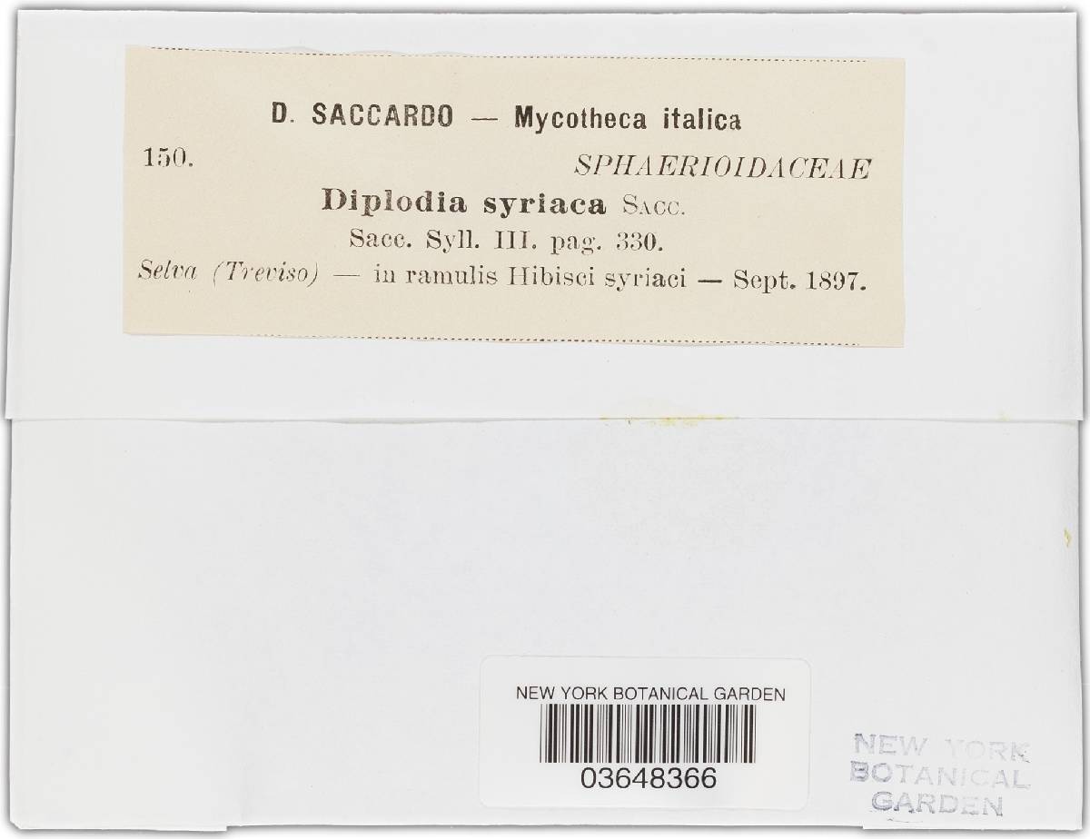 Diplodia syriaca image