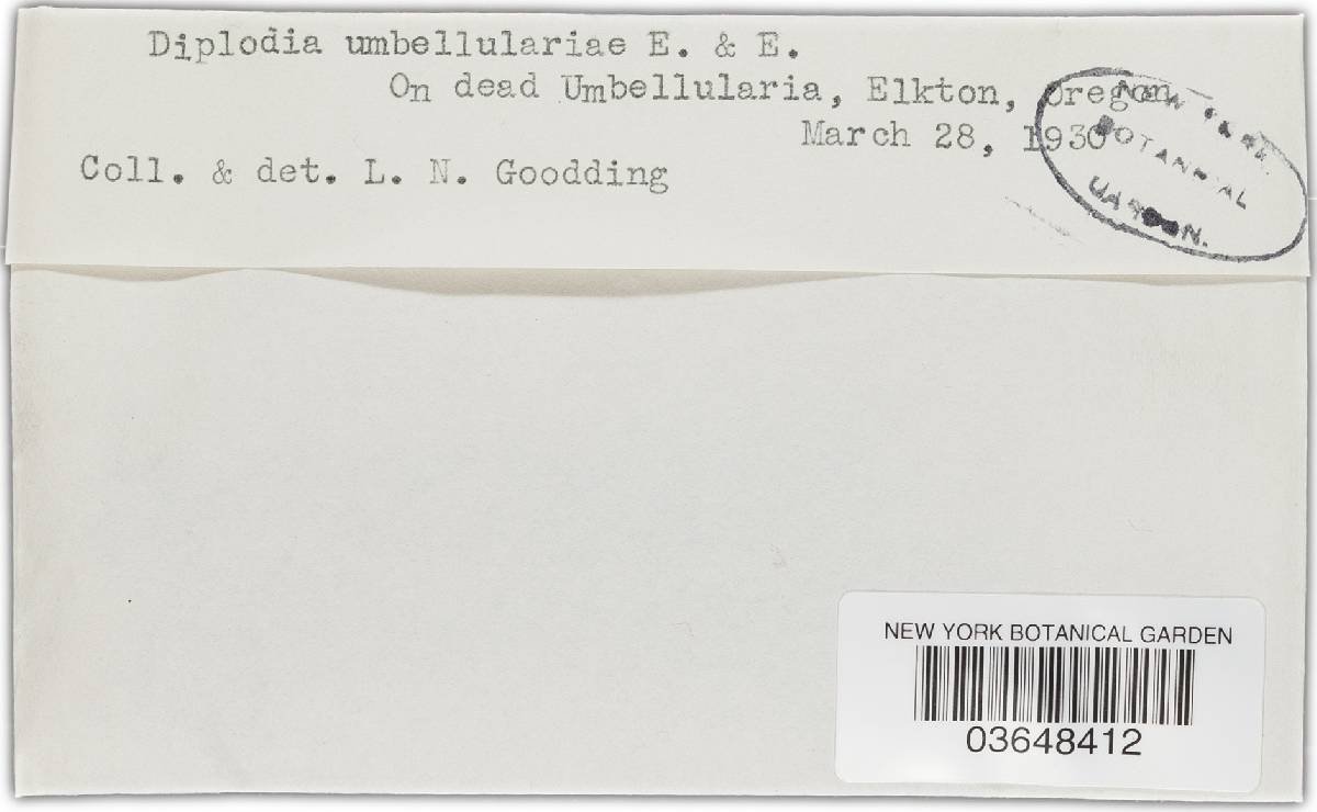 Diplodia umbellulariae image