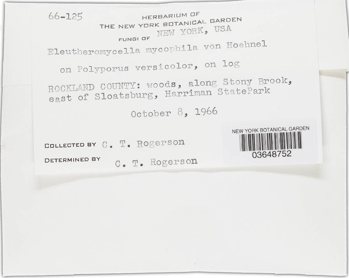 Eleutheromycella mycophila image