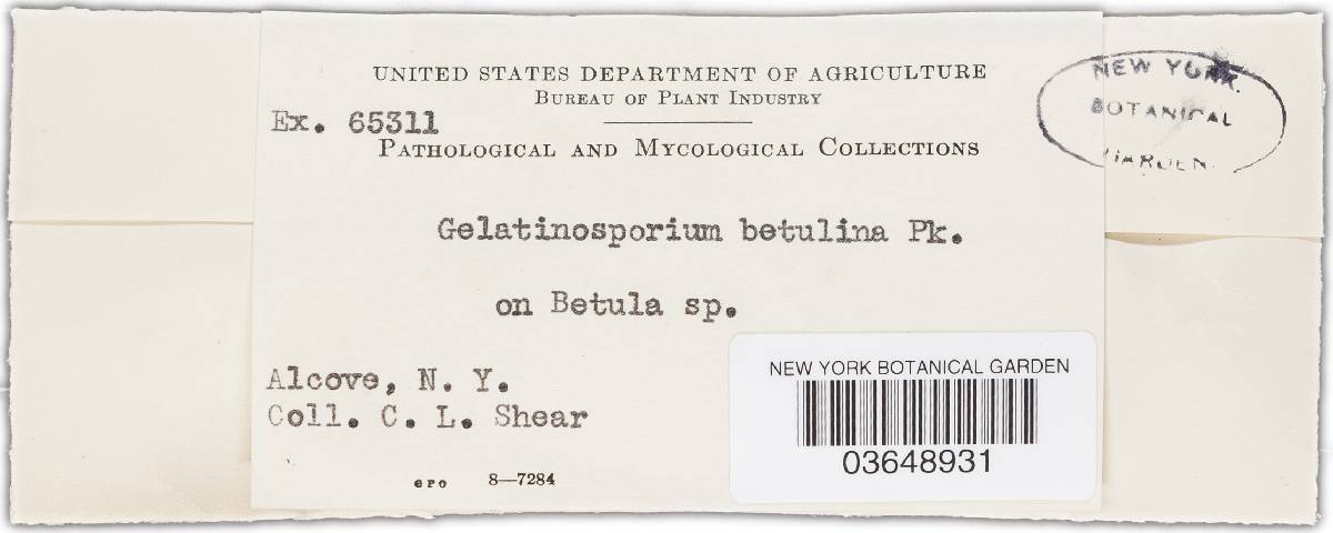 Gelatinosporium image
