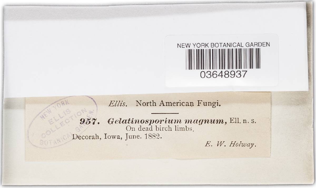 Gelatinosporium magnum image