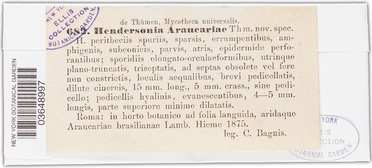 Hendersonia araucariae image