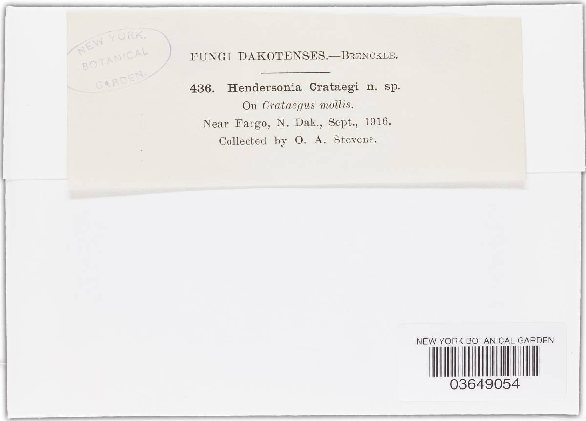 Hendersonia crataegi image