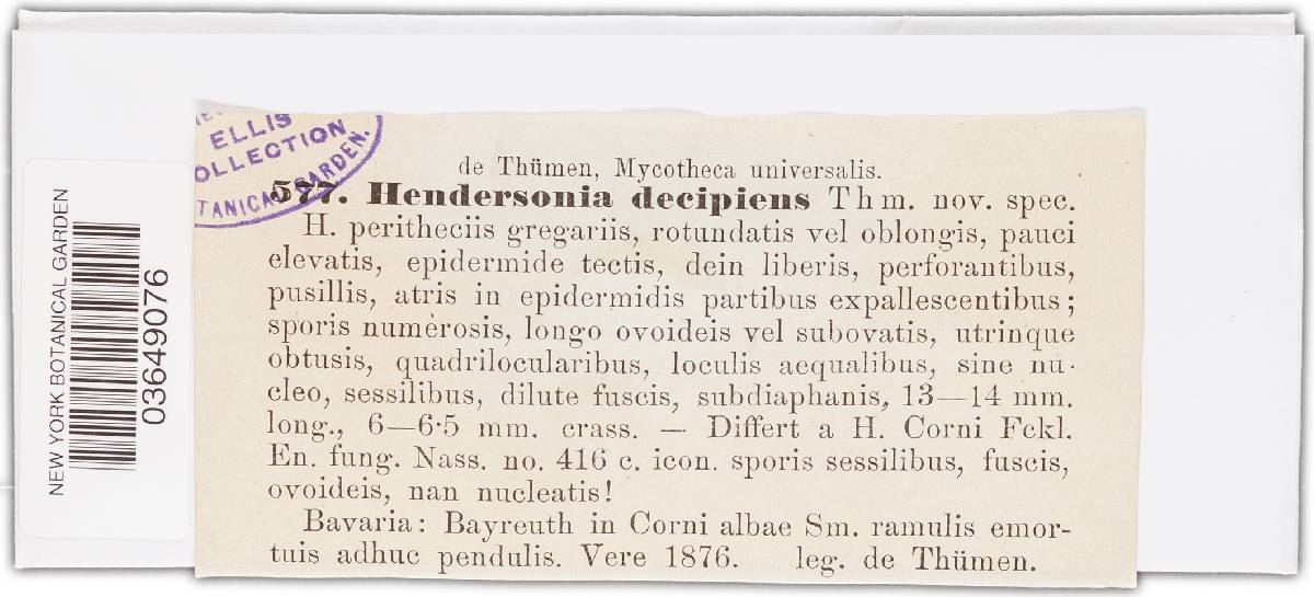 Hendersonia decipiens image