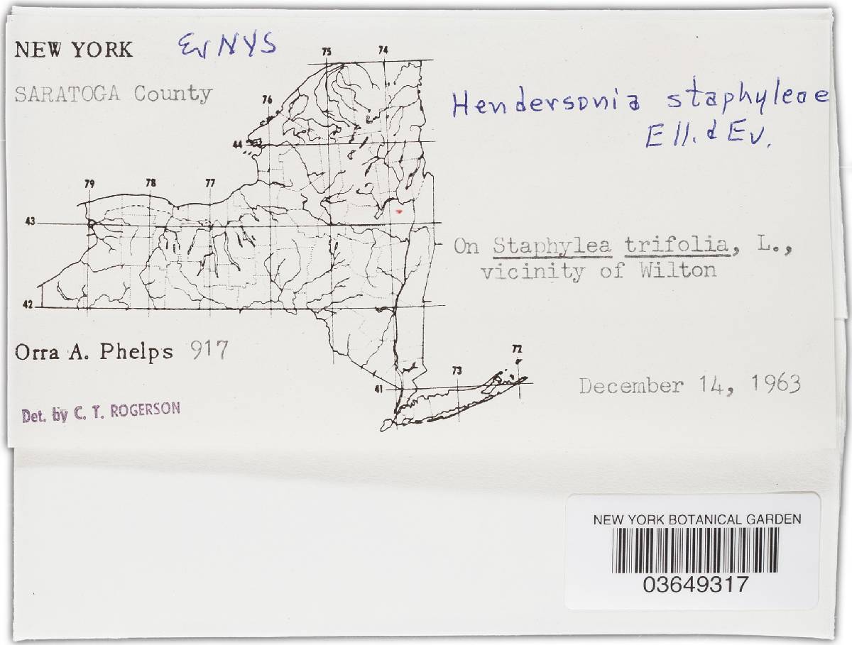 Hendersonia staphyleae image