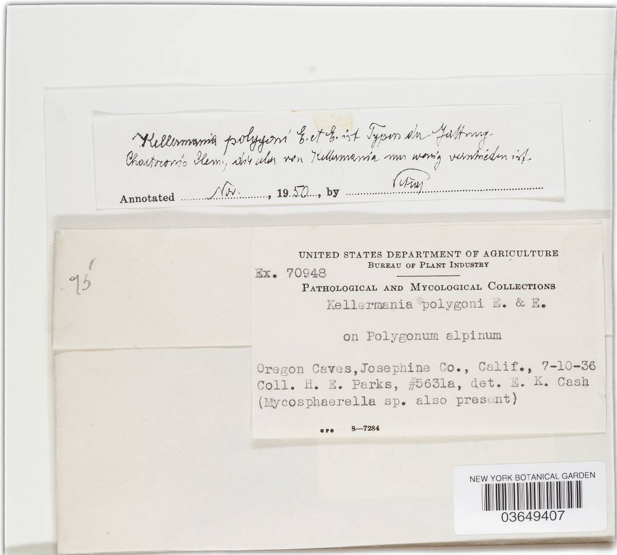 Kellermania polygoni image
