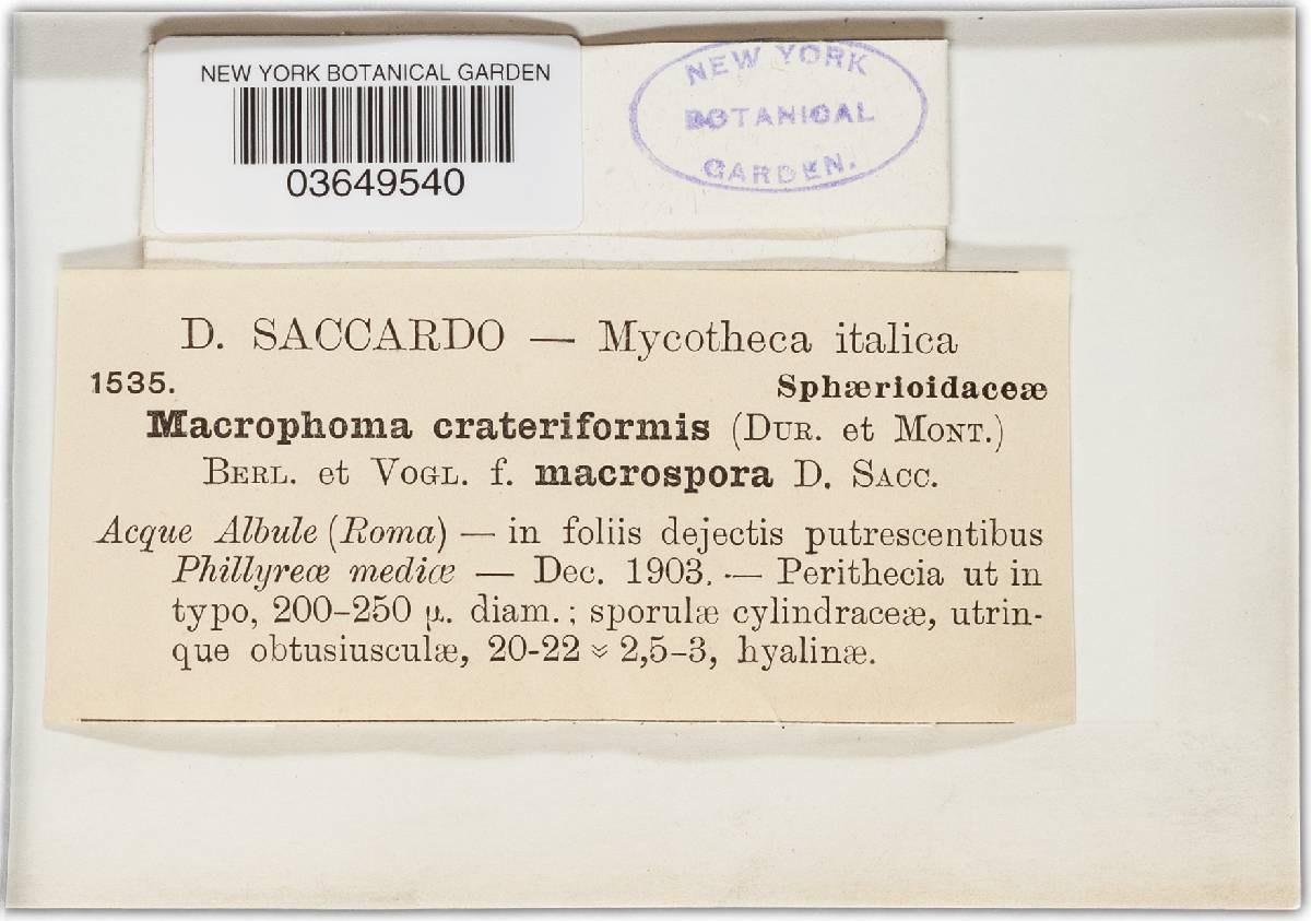 Coleophoma crateriformis image