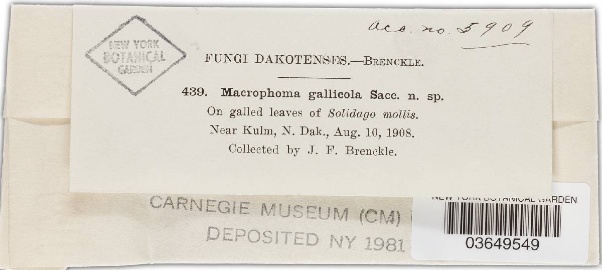 Macrophoma gallicola image