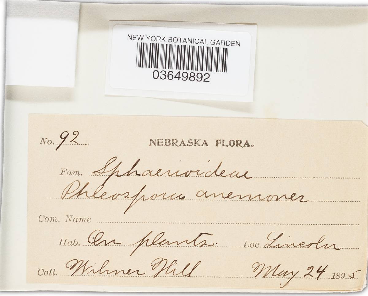 Phloeospora anemones image