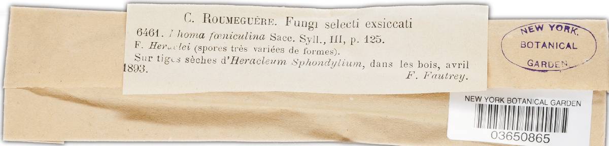 Phoma foeniculina image