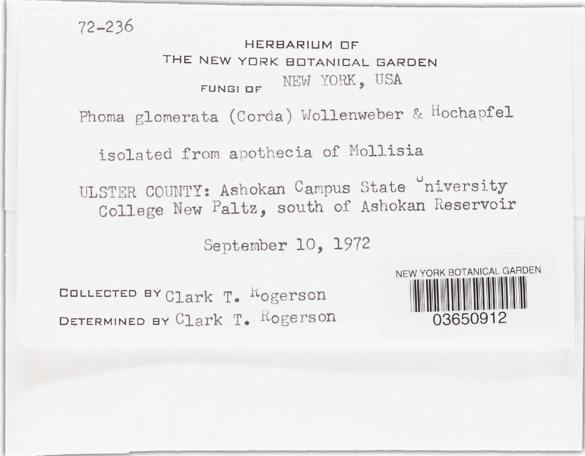 Phoma glomerata image