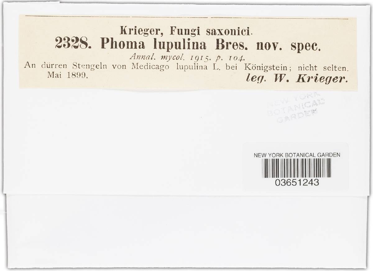 Phoma lupulina image