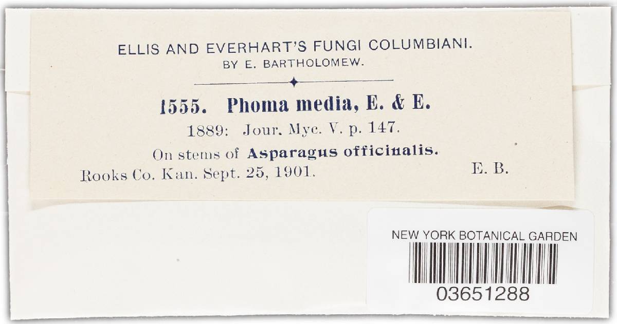 Phoma media image